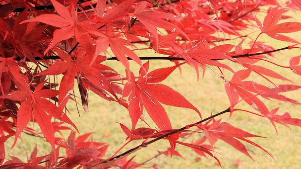 11月河口湖畔の紅葉 紅葉,秋,もみじの写真素材