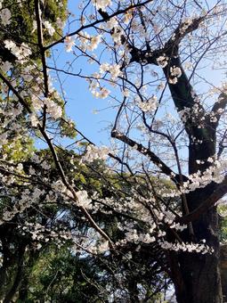 桜 桜,さくら,花見の写真素材
