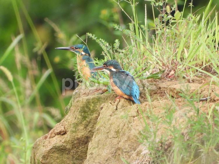 川辺に立つ2羽のカワセミ 鳥,野鳥,カワセミの写真素材