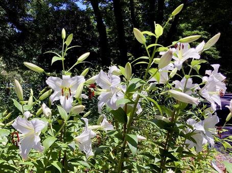ユリ ユリ ユリ,百合,花の写真素材