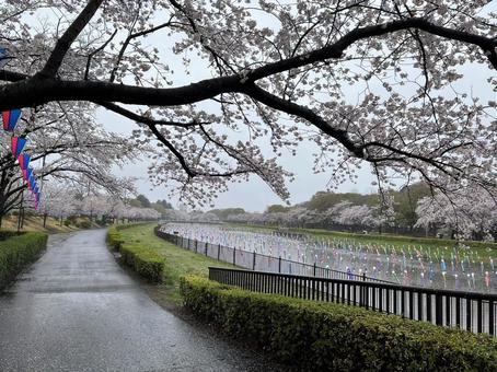 桜と鯉のぼり 桜と鯉のぼりの写真
