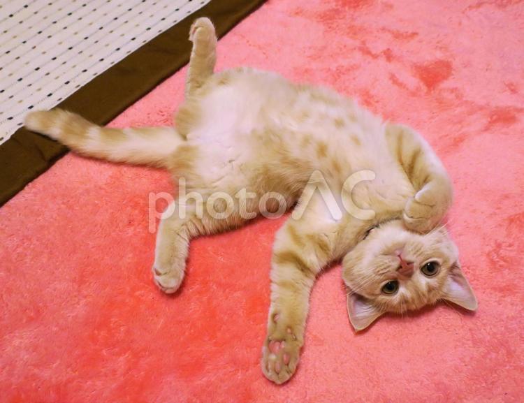 うちのネコさま　ヘソ天の子猫 ネコ,猫,昼寝の写真素材