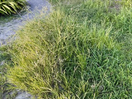 雑草 雑草の写真