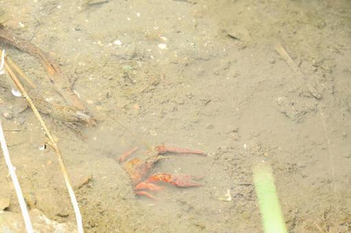 ザリガニ ザリガニ 素材,ザリガニ,特定外来生物の写真素材