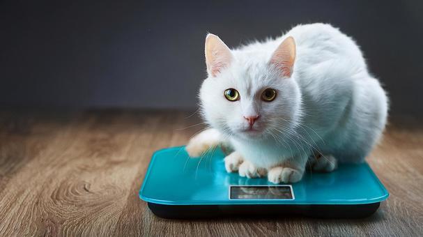 体重計に乗る猫 体重計に乗る猫の写真