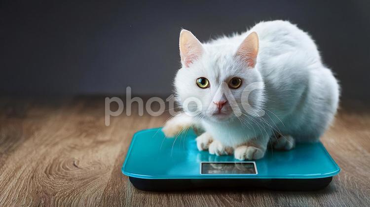 体重計に乗る猫 猫,体重,体重測定の写真素材