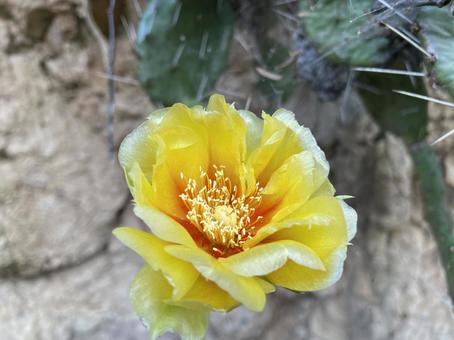 サボテンの花 サボテンの花の写真