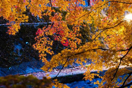 紅葉とライトアップ 紅葉,秋,ライトアップの写真素材