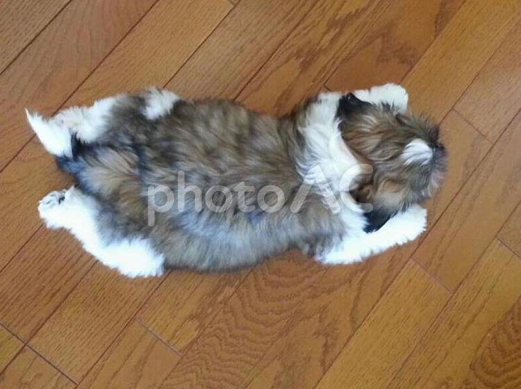暑くてうつぶせで寝ちゃったシーズー犬 のびのび,ペット,動物の写真素材