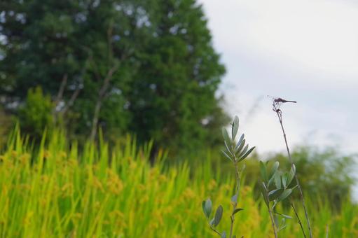 トンボのいる秋の風景 トンボ,蜻蛉,空の写真素材