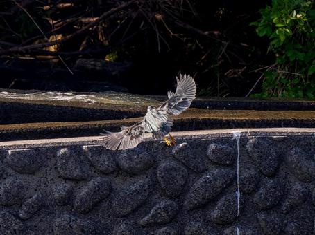 水辺を飛ぶササゴイ 水辺を飛ぶササゴイの写真
