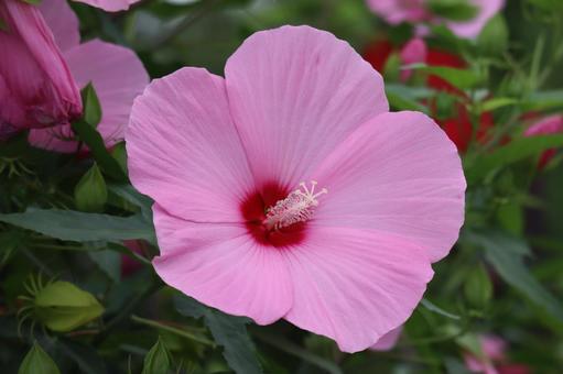 ピンク色の花びらのタイタンビカスの花 ピンク色の花びらのタイタンビカスの花の写真