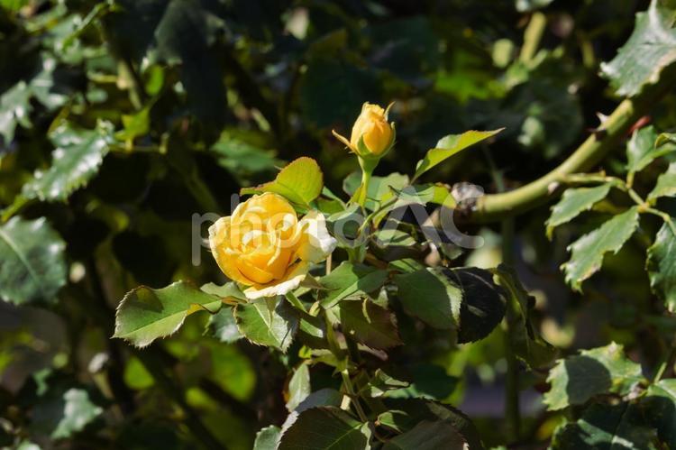 前橋バラ園　秋の薔薇の花 花,植物,花びらの写真素材