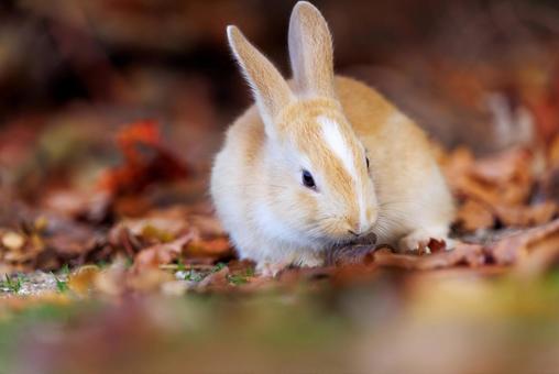 The rabbits of Okunoshima, JPG