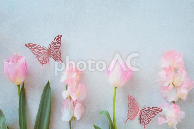ピンクの花とキラキラ蝶々 チューリップ,春,蝶々の写真素材