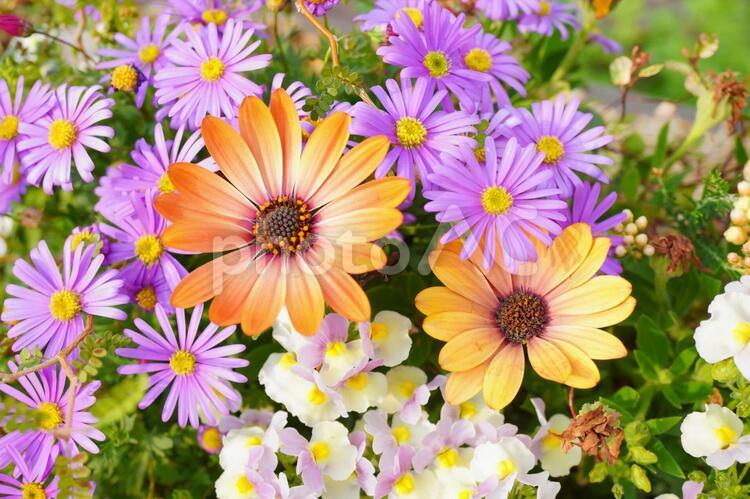オレンジのオステオステムマムの寄せ植え オステオステムマム,オレンジ,デージーの写真素材