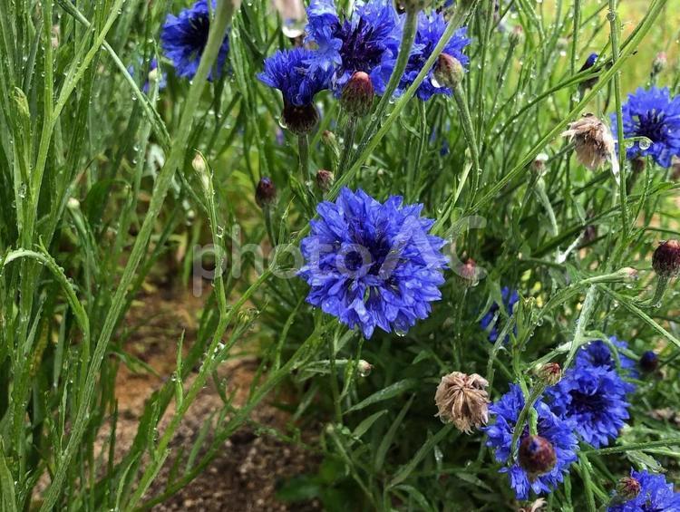 雨の日の自然公園 花,公園,雨の写真素材