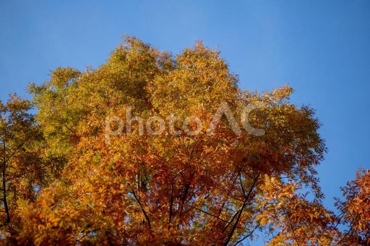 風景素材　紅葉のシーズン　セコイア 風景素材,風景,背景素材の写真素材