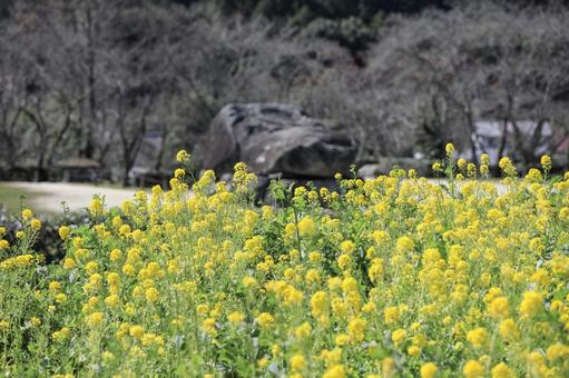奈良県明日香村　石舞台古墳　菜の花 飛鳥,石舞台古墳,明日香の写真素材