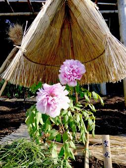 鶴岡八幡宮・1月下旬のぼたん園風景その7 ぼたん,花,植物の写真素材