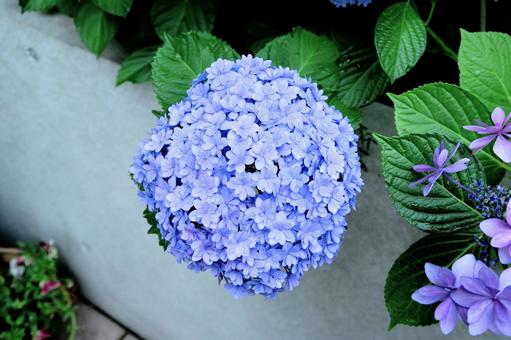 あじさい hydrangea あじさい hydrangeaの写真