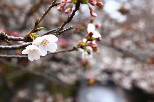 桜 桜 桜,cherry,枝の写真素材