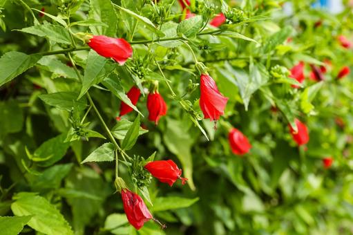 ウナズキヒメフヨウ ウナズキヒメフヨウ,タイワンヒメフヨウ,鮮紅色の写真素材