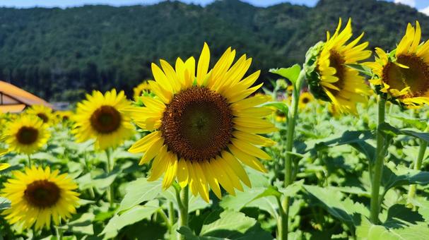 夏を抱きしめる花畑 夏を抱きしめる花畑の写真