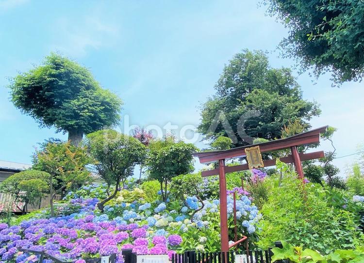 神社とあじさの山 紫陽花,紫,花の写真素材