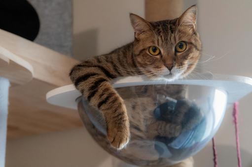 キャットツリーでくつろぐ猫 キャットツリーでくつろぐ猫の写真