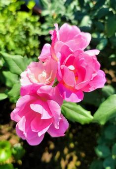 ピンクの花 ピンクの花の写真