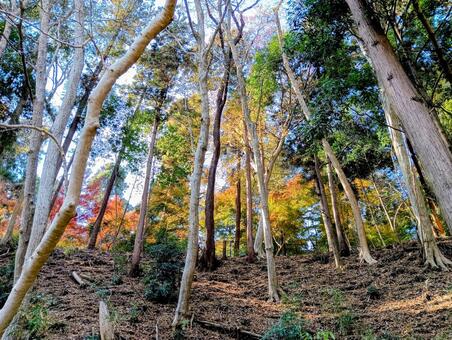 市川市動植物園　大町自然公園　千葉県 市川市動植物園,大町自然公園,紅葉の写真素材