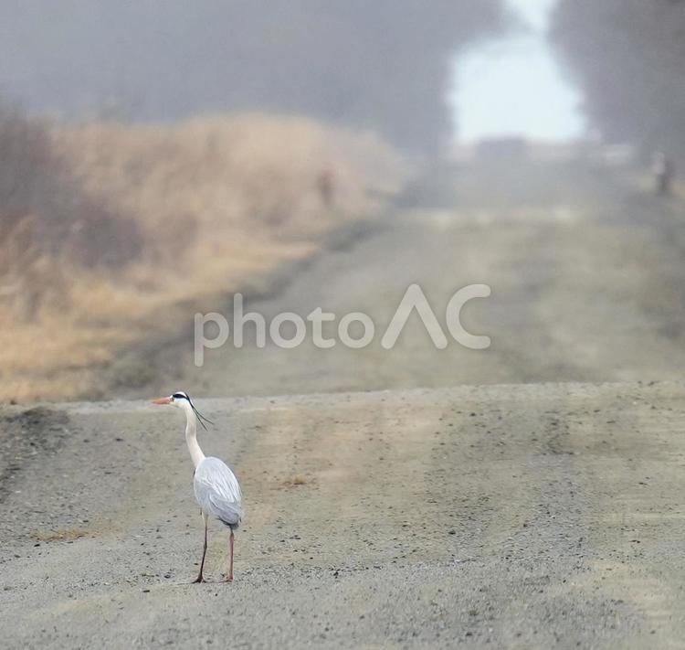 路上のアオサギ？ 風景,自然,曇りの写真素材