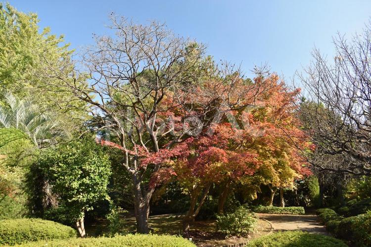 町田市南成瀬の堂之坂公苑で観られる紅葉 堂之坂公苑,紅葉,秋の写真素材