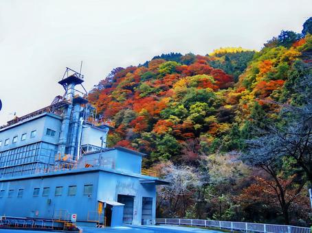 工場と紅葉 工場と紅葉の写真