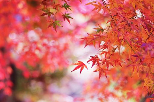鮮やかな秋の紅葉 鮮やかな秋の紅葉の写真