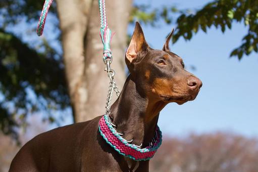 ドーベルマンのポートレート 犬,ドーベルマン,大型犬の写真素材