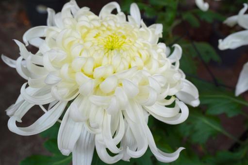 満開の白色の菊の花2　花素材　背景 菊,花びら,花芯の写真素材