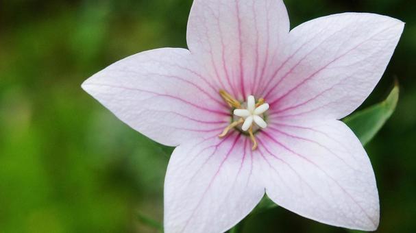 夏の花-325 夏の花-325 キキョウ,ピンク,白の写真素材