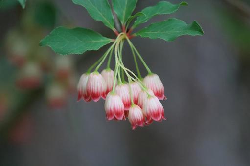 トウダンツツジ② トウダンツツジ,フウリンツツジ,白い花の写真素材