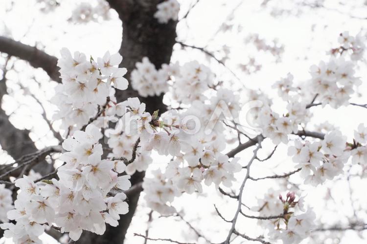 桜の花越しの春の光③ 桜,春,花の写真素材