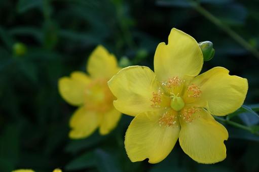 金色に輝く梅の花 金色に輝く梅の花の写真