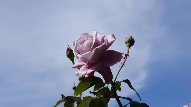 【花の写真】ばらの花 rose,植物,園芸の写真素材