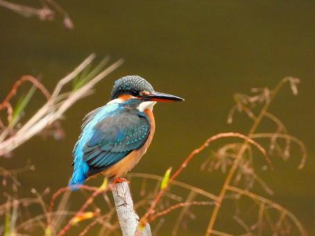 池に立てた枯れ枝にとまるカワセミの写真