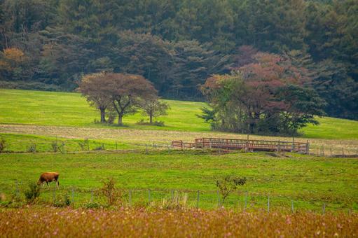 のどかな牧草風景 牧場,牧草地,馬の写真素材