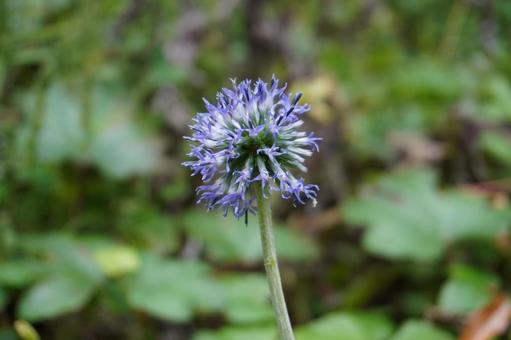 ひごたいの写真