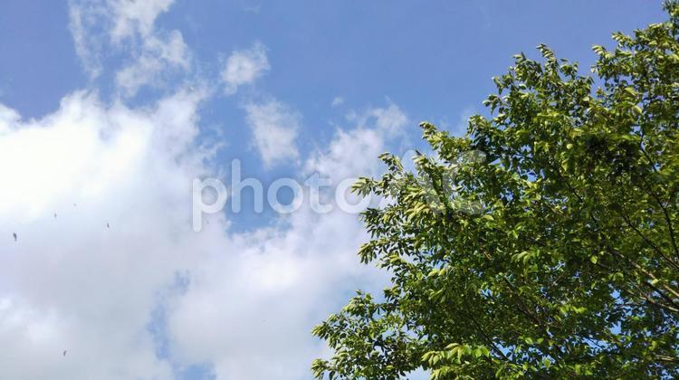 風に葉っぱを飛ばす大きな木 空,青空,大きいの写真素材