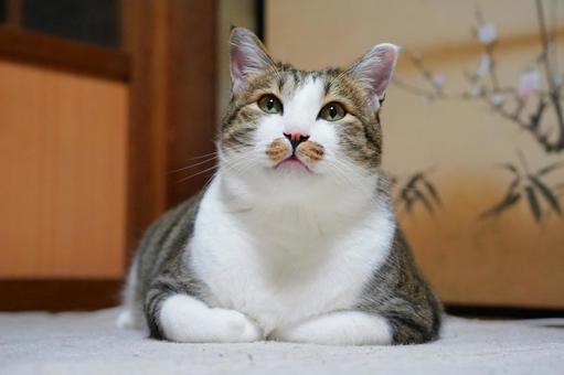 飼い猫のななちゃん ねこ,動物,かわいいの写真素材