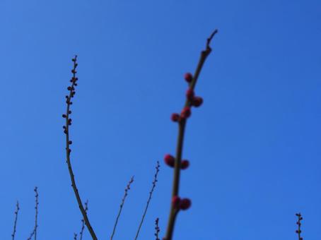 枝と空 枝と空の写真