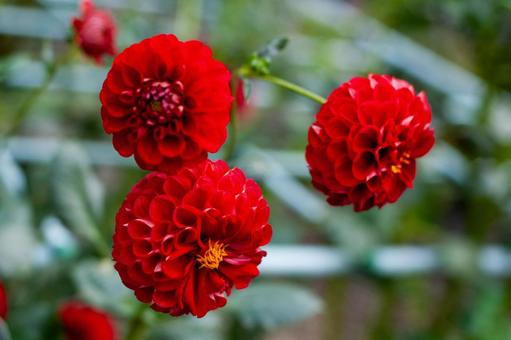 情熱的に咲く赤いダリア 情熱的に咲く赤いダリアの写真